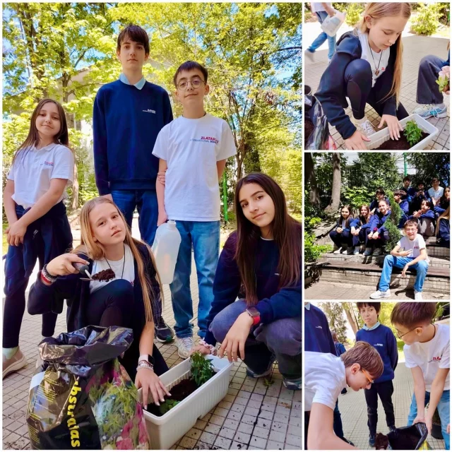Nature and garden🪏 🪴: one lesson in Design technology at Zlatarski International School of Sofia. Our students in Grade 6 planted a tree, flowers and herbs in the school garden. With the help of Mrs Yordanova and the school gardener, the students planted the greens, put fresh compost and watered the plants. This made our school yard much more welcoming and green. 

Природа и градина: един час по технологии и предприемачество в Международно училище Златарски. Учениците от 6 клас засадиха дръвче, цветя и билки. С помощта на г-жа Йорданова и училищния градинар, учениците разсадиха в подходящи съдове, наториха и поляха растенията. Така училищният двор стана все по-красив и зелен.  #zlatarski #zlatarskischool #zlatarskiinternational #zlatarskiinternationalschool #sofia #bulgaria #nature #schoolyard #school #internationalschool #internationalschoolofsofia